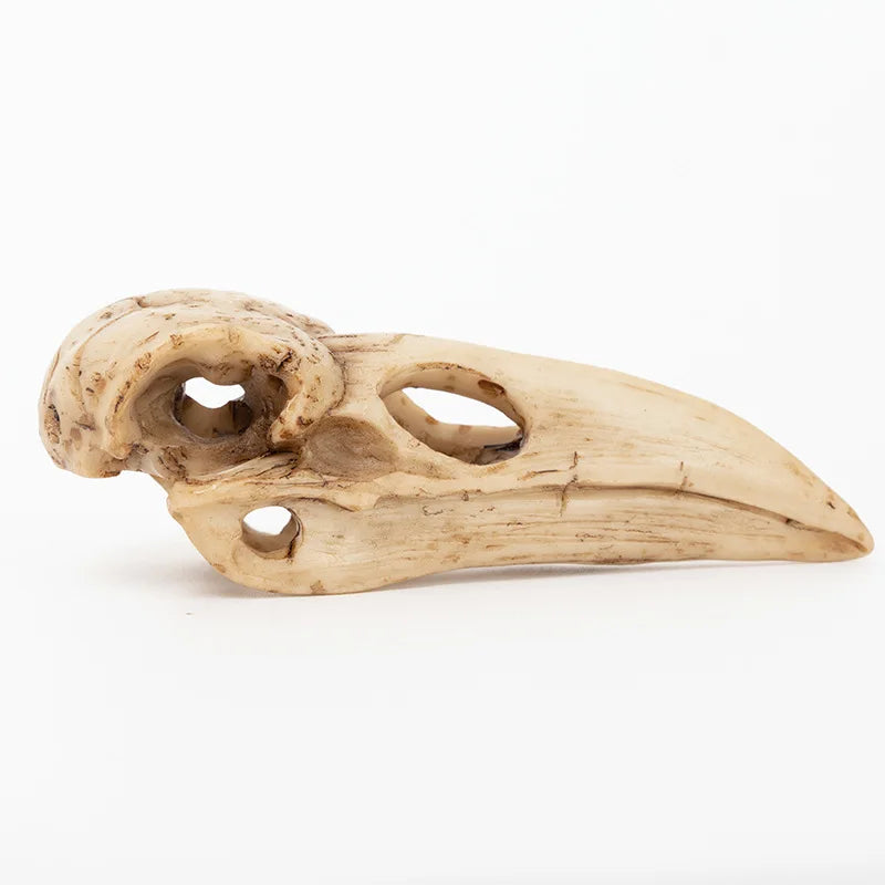 Crow Skull Sculpture