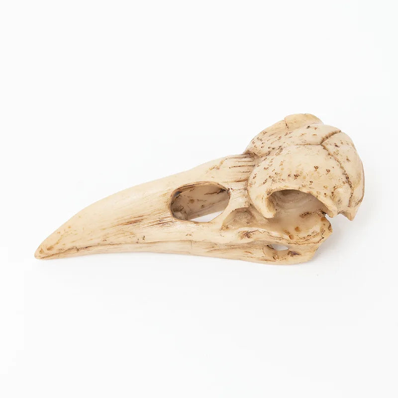 Crow Skull Sculpture