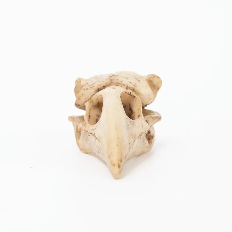 Crow Skull Sculpture